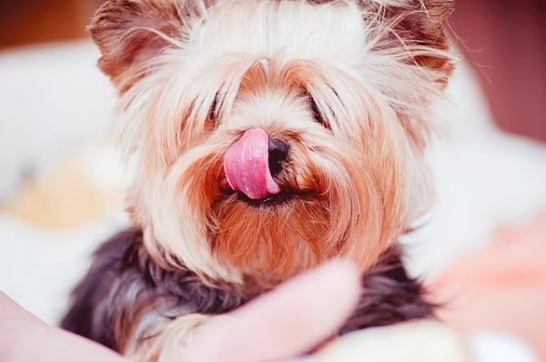 Yorkshire terrier omsorg - Yorkshire terrier diett