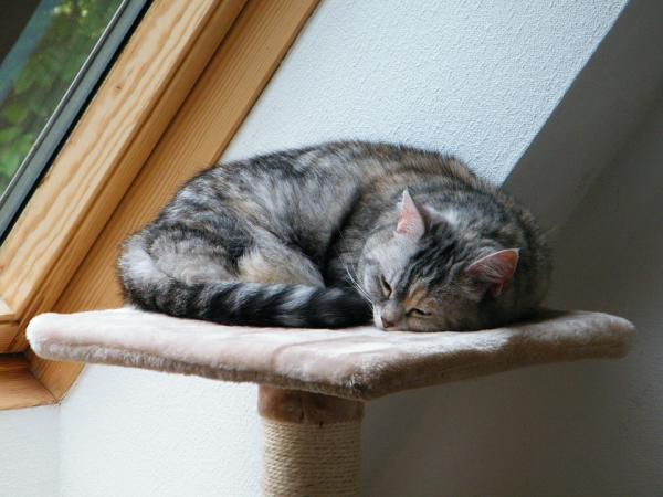 Hvorfor liker katter å sove på høye steder?  - 1. De underholder seg selv