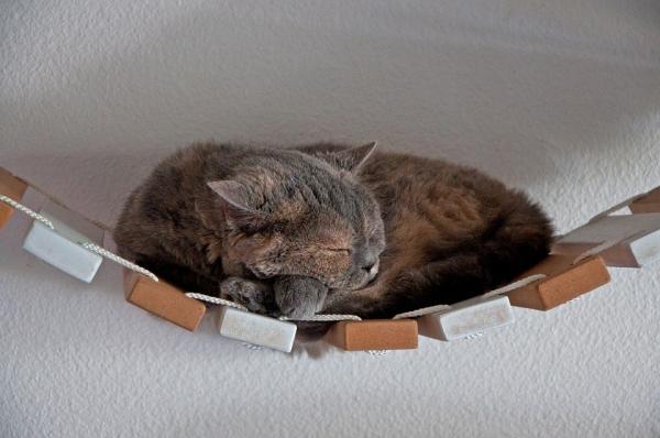 Hvorfor liker katter å sove på høye steder?  - 3. De hviler mye bedre