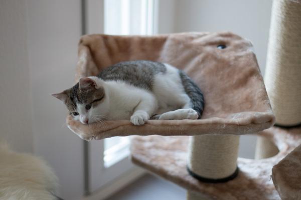Hvorfor liker katter å sove på høye steder?  - 5. Bedre håndtere stress og angst