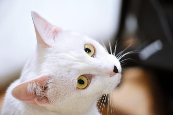 Navn på hvite katter - Hanner og hunner - Navn på hvite katter på japansk