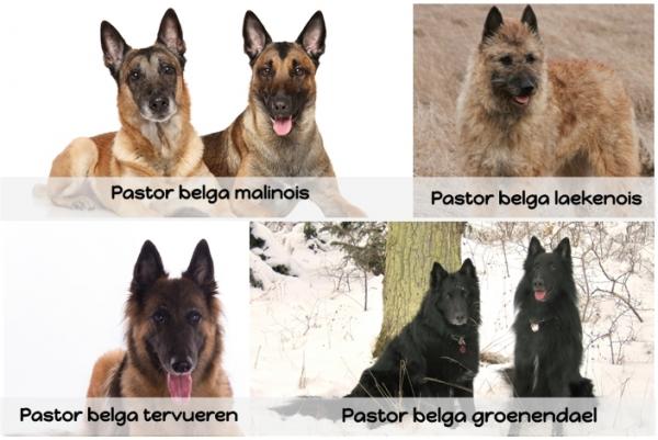 Forskjeller mellom schæfer og belgisk hyrde - belgiske hyrdehunder