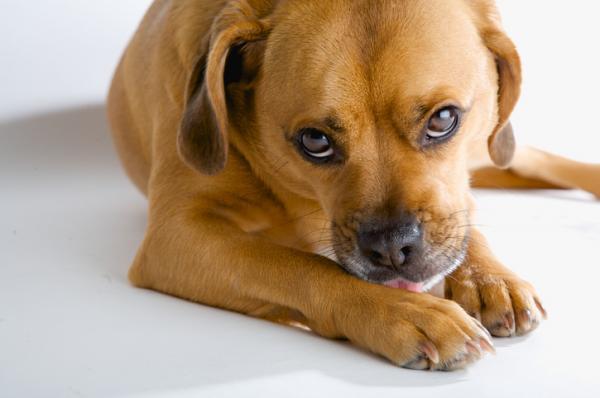 Hvorfor slikker hunden min føttene?  - Atferdsegenskaper hos hunder