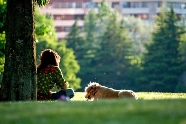 10 grunner til å gå med hunden din - 8. De får vitaminer fra solen