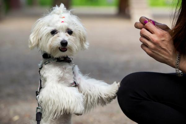 Hvordan trene en maltesisk bichon - bruk positiv forsterkning