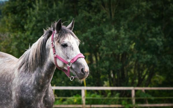 Skabb hos hester - Alt du trenger å vite - Behandling og omsorg