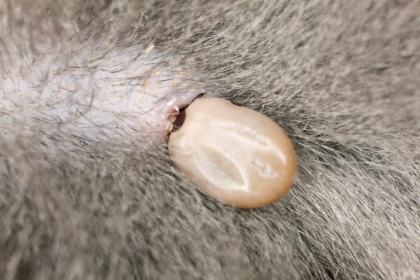 Flått hos katter - Symptomer og hvordan de fjernes - Hvordan vet jeg om katten min har flått? 