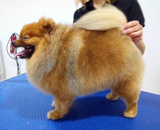 Kan du klippe håret til en Pomeranian?  - Kan du klippe håret til en pommerske hund?