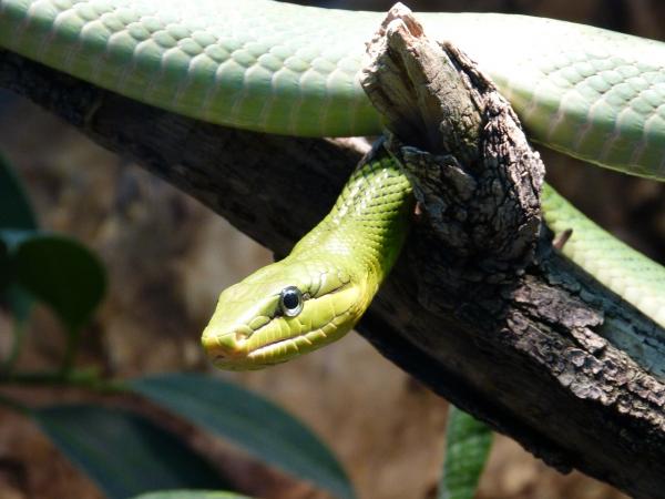 Hva skal jeg gjøre hvis slangen min ikke spiser - Hvorfor slutter slanger å spise?