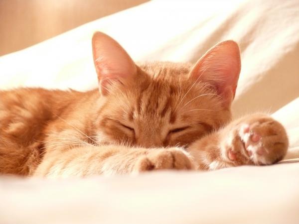 Fett hår hos katter - årsaker og hjemmemedisiner - Feline Seborrhea -behandling