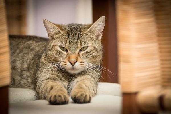 Fett hår hos katter - årsaker og hjemmemedisiner - Seborrheiske sykdommer