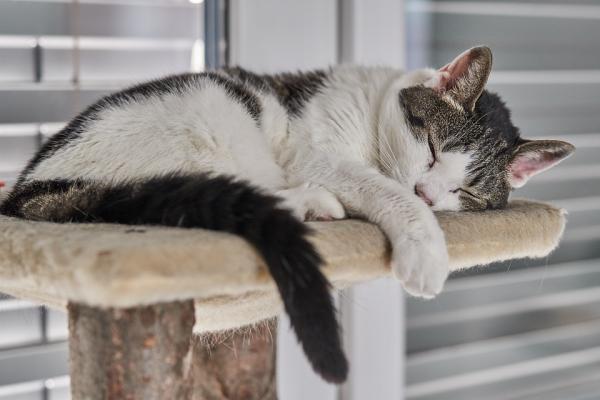Hvor mange timer sover en katt om dagen?  - Hva er fasene med kattesøvn?