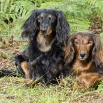 1629619514 117 Dachshund eller standard dachshund