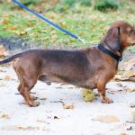 1629619514 150 Dachshund eller standard dachshund