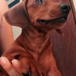 1629619514 210 Dachshund eller standard dachshund