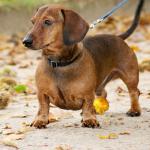 1629619514 266 Dachshund eller standard dachshund