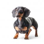 1629619514 442 Dachshund eller standard dachshund