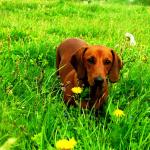 1629619514 571 Dachshund eller standard dachshund