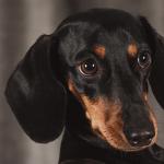 1629619514 681 Dachshund eller standard dachshund