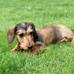 1629619514 73 Dachshund eller standard dachshund