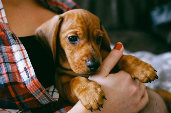 Mannlige og kvinnelige dachshund navn - baby Dachshund navn