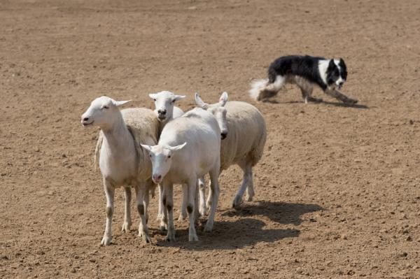Forskjeller mellom Border Collie og Australian Shepherd - Border Collie og Australian Shepherd Training