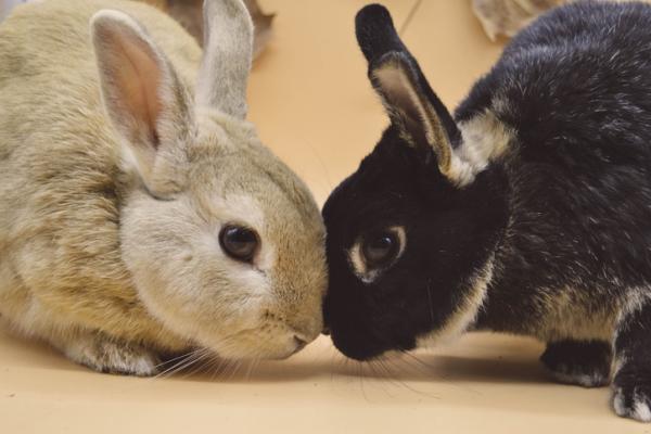 Hvorfor er kaninen min aggressiv mot andre kaniner?  - Hvordan presentere to kaniner?