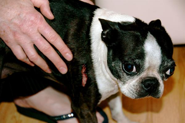 Sår hos hunder - Førstehjelp - Hvilke typer skader kan hunden min få?
