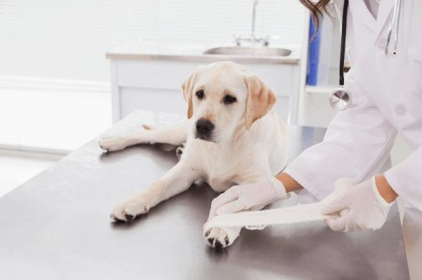 Sår hos hunder - Førstehjelp - Hvordan skal vi helbrede dem? 