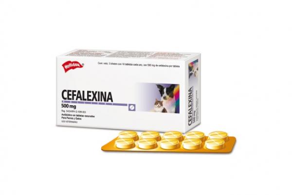 Cephalexin for katter - dosering, bruk og bivirkninger - Hva er Cephalexin for katter?