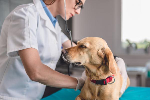 Forkjølelse hos hunder - symptomer og behandling - Når skal jeg gå til veterinæren?