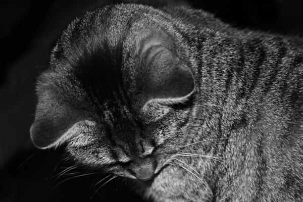 Sopp hos katter - Symptomer og behandling - Sopp hos katter