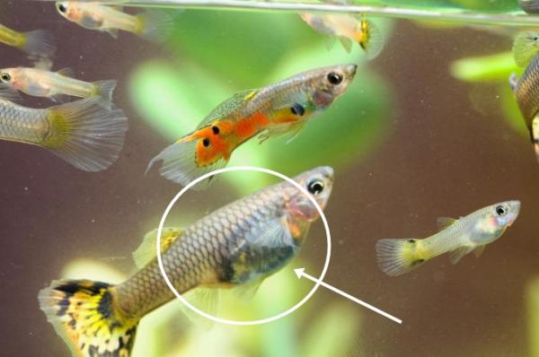 Reproduksjon av Guppy Fish - Hvordan vet jeg om min guppy er gravid?