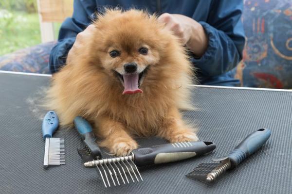 Hvordan ta vare på håret til en Pomeranian hund?  - Omsorg for håret til en pomeranian: børsting