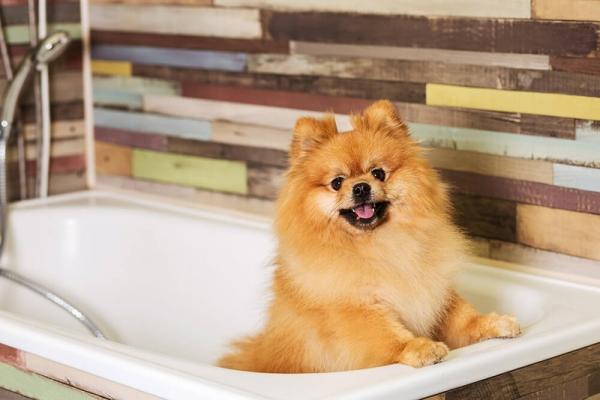 Hvordan ta vare på håret til en Pomeranian hund?  - Hvor ofte kan en pommerske bade? 