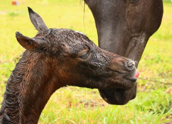 Hvordan vite om en hoppe er gravid?  - Hvordan blir hester født?