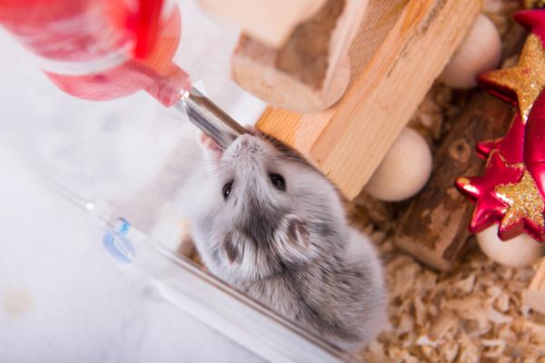 Hvorfor vil ikke hamsteren min drikke vann?  - Hvordan lære en hamster å drikke vann?