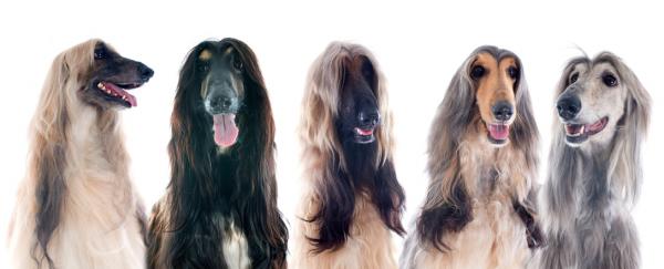 Afghan Greyhound Hair Care - Ekstra omsorg for den afghanske mynden