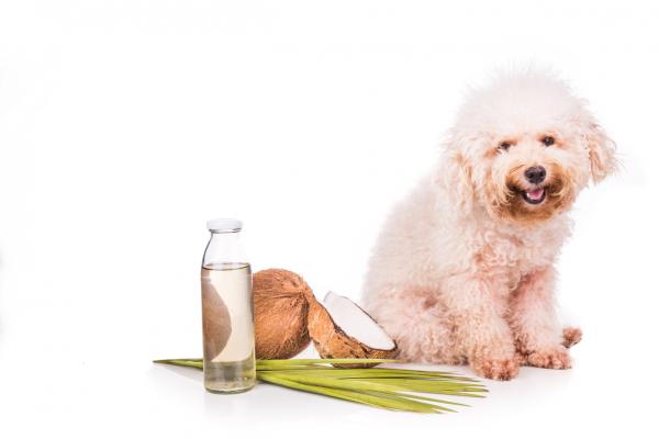 Hvordan lage hjemmelaget balsam for hunder?  - Detangler og hjemmelaget balsam med kokosolje