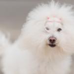 1629648820 115 Bichon bolognese