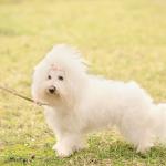 1629648820 98 Bichon bolognese