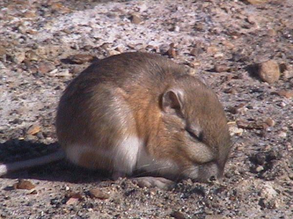 Kenguru rotte som kjæledyr - oppførsel