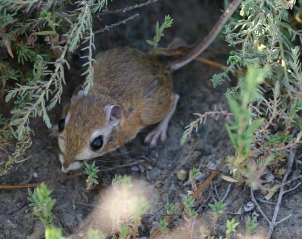 Kenguru rotte som kjæledyr - omsorg for en kenguru rotte