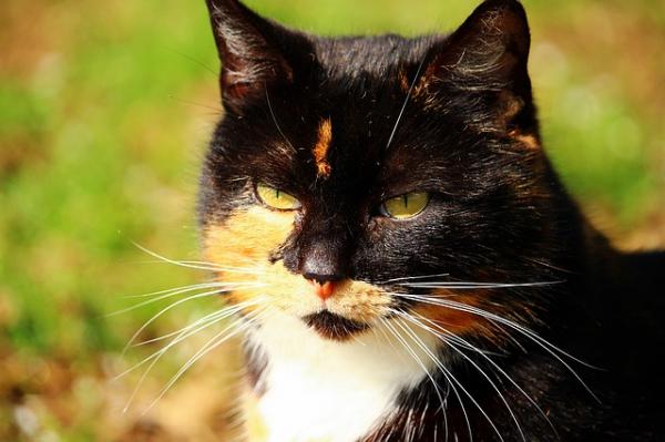 Varmeslag hos katter - Symptomer og førstehjelp - Førstehjelp og behandling av heteslag