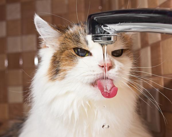 Varmeslag hos katter - Symptomer og førstehjelp - Forebygging av heteslag