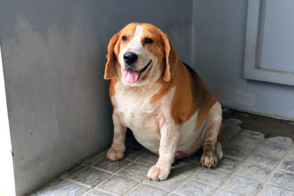 Vanlige sykdommer hos beaglehunder - metabolske sykdommer