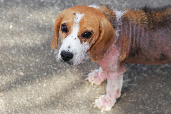 Vanlige sykdommer hos beaglehunder - hudsykdommer hos beaglehunder