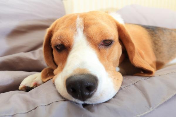 Vanlige sykdommer hos beaglehunder - rygg- og lemmesykdommer