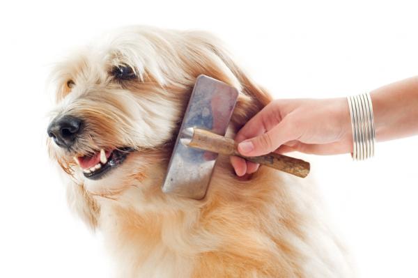 Anbefalinger for børsting av hundens hår - Hvordan børste mellomhårede hunder