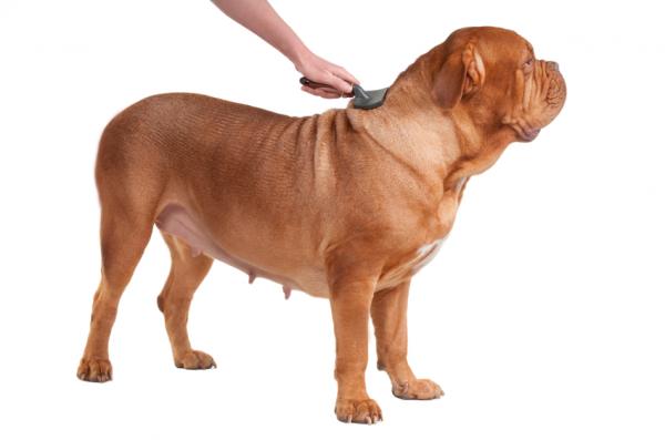 Anbefalinger for børsting av hundens hår - Hvordan børste jeg korthårede hunder